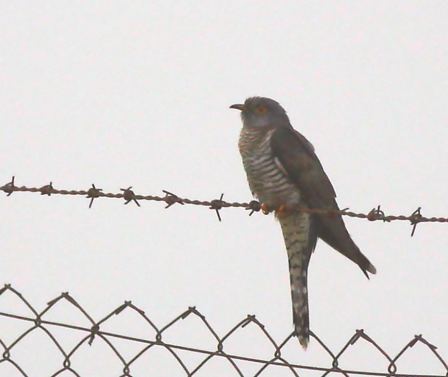 Common Cuckoo