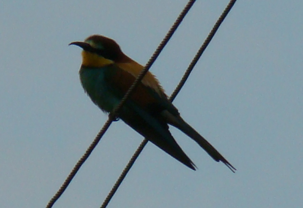 European Bee-eater