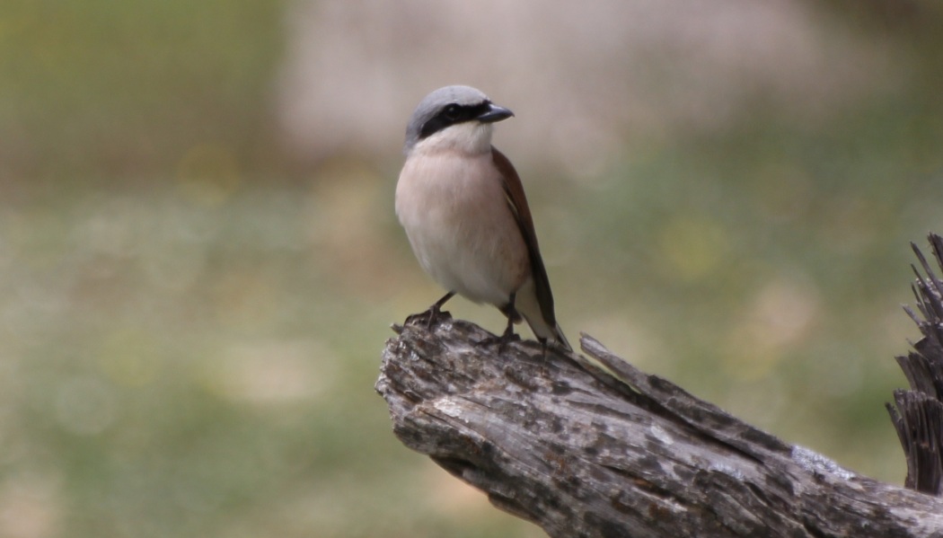 Red-backed Shrike