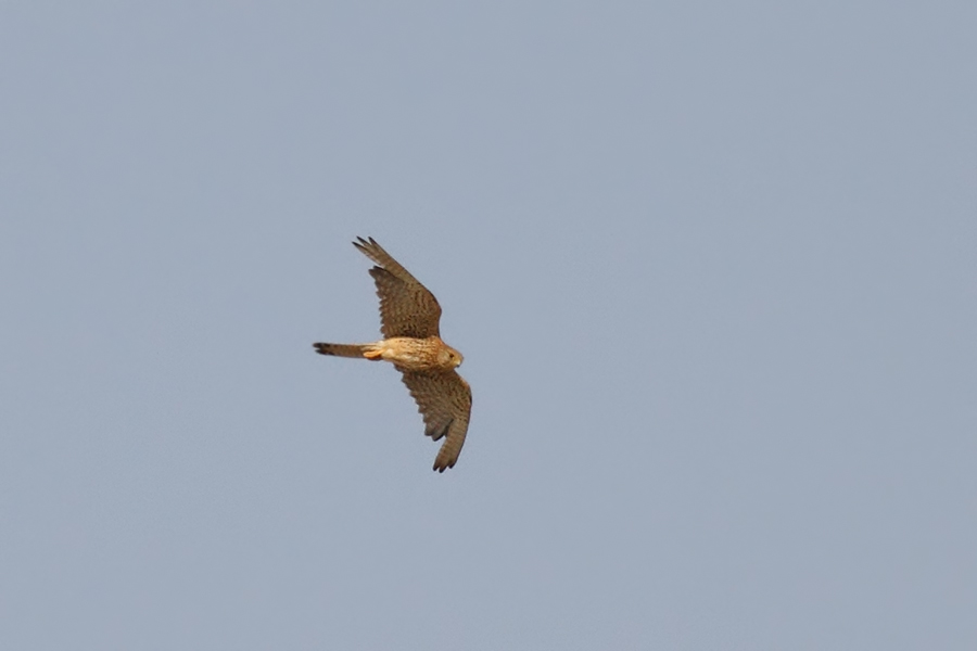 Common Kestrel