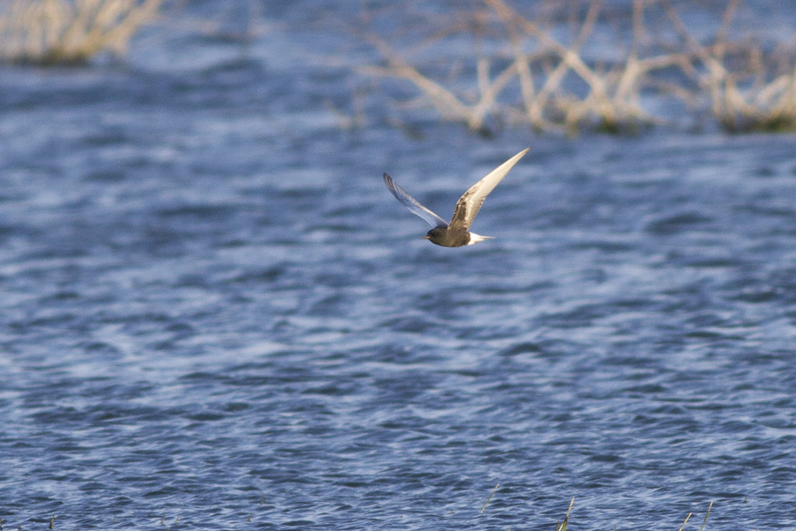 White-winged Tern
