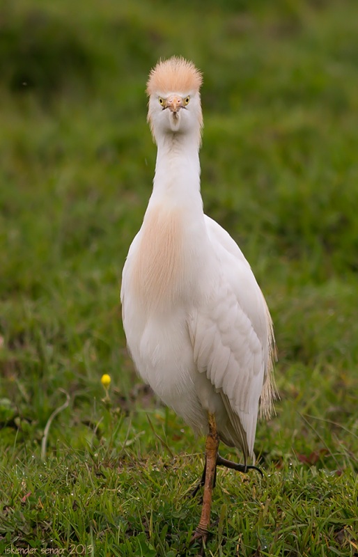 Western Cattle Egret