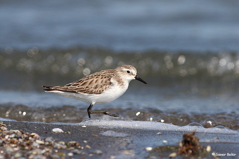 Little Stint