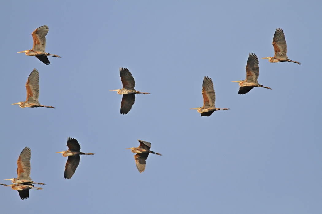 Purple Heron