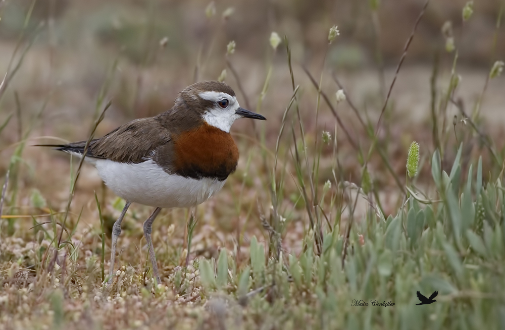 Caspian Plover