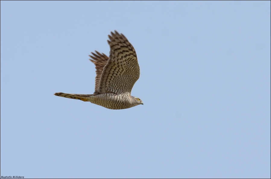 Eurasian Sparrowhawk
