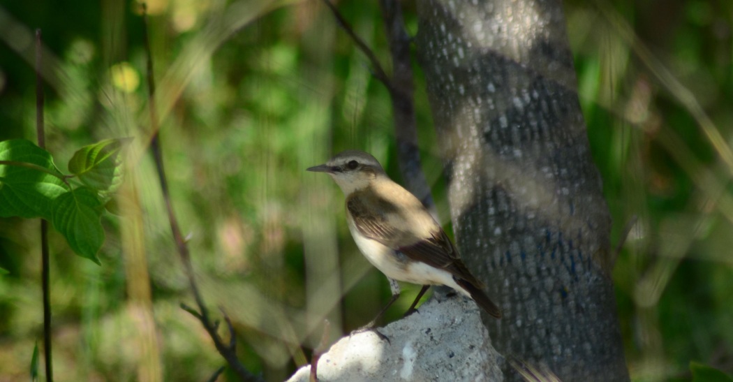 Northern Wheatear