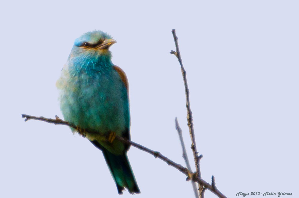 European Roller
