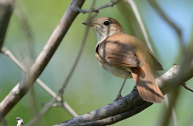 Common Nightingale