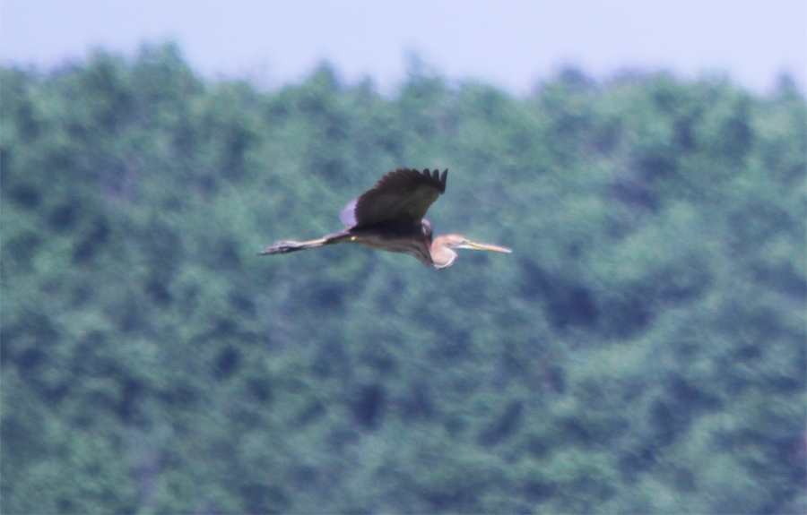Purple Heron