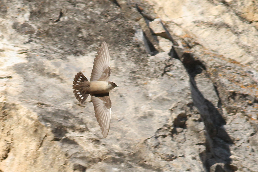 Eurasian Crag Martin