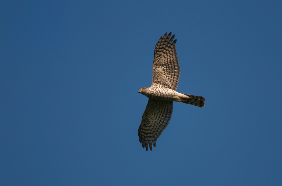 Eurasian Sparrowhawk