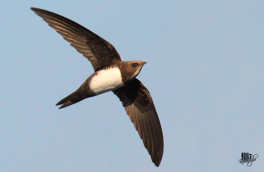 Alpine Swift