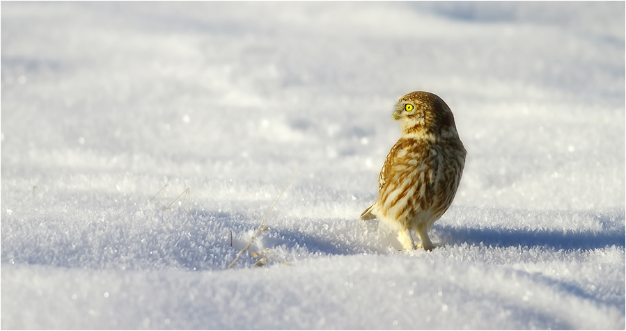 Little Owl