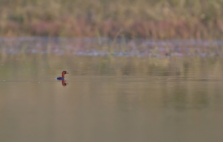 Little Grebe