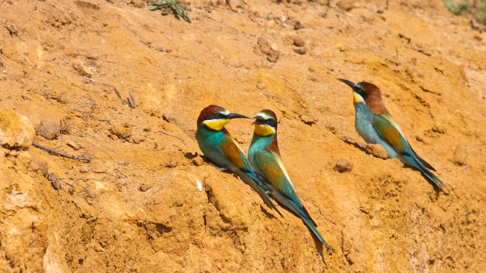 European Bee-eater