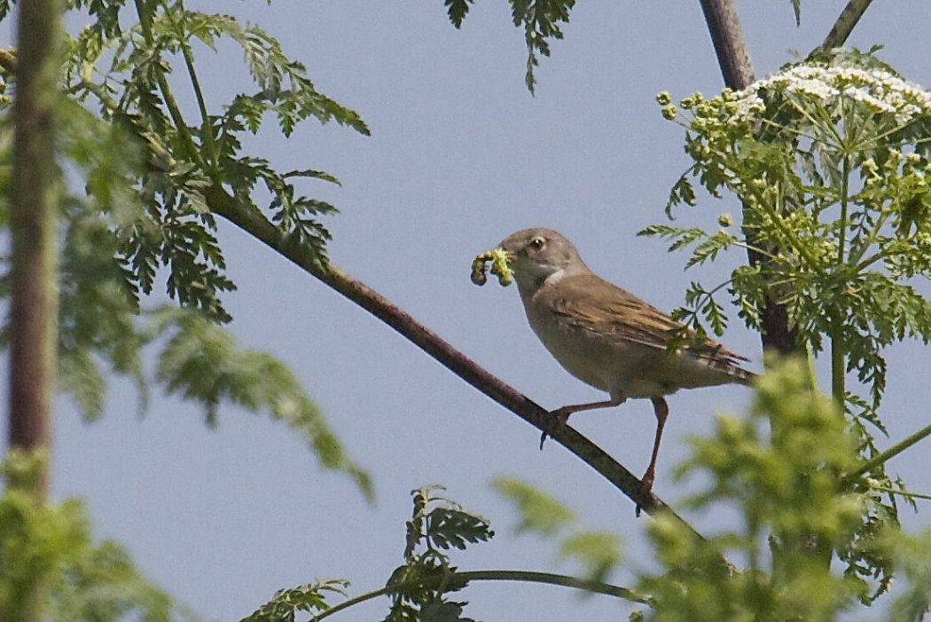 Common Whitethroat