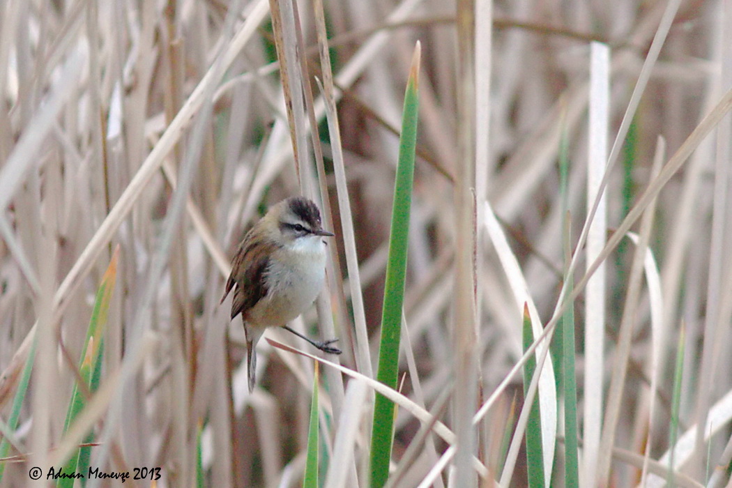 Moustached Warbler