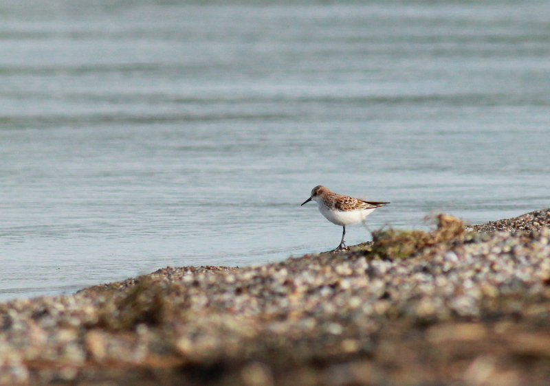 Little Stint