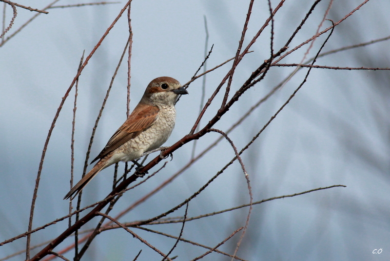 Red-backed Shrike
