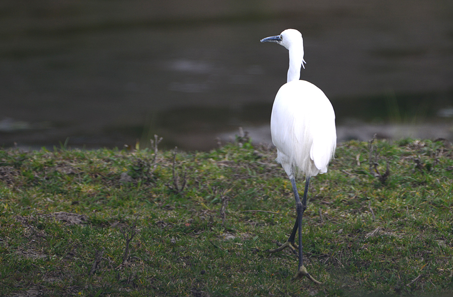 Little Egret