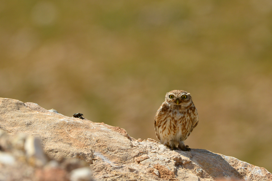 Little Owl