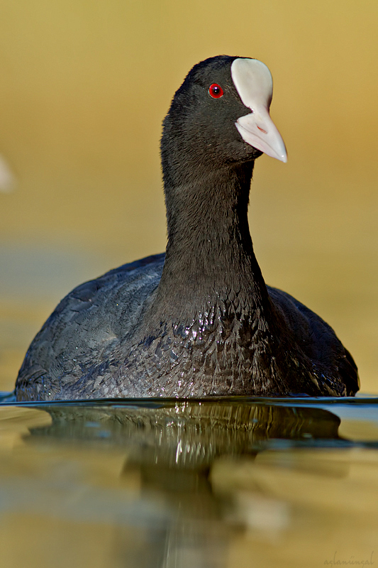Eurasian Coot