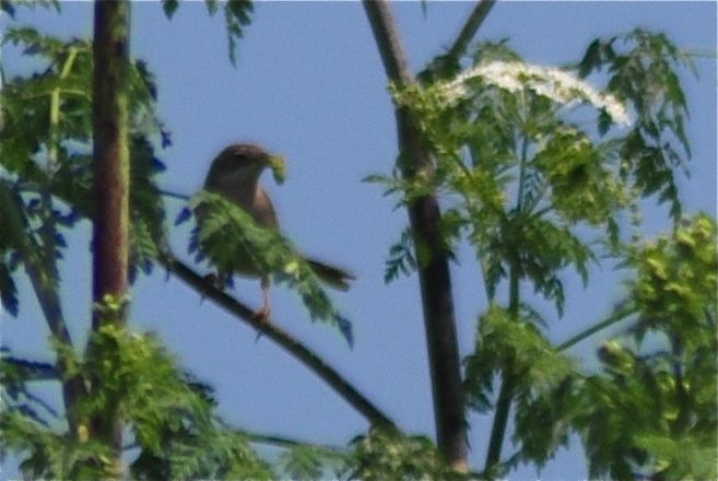 Common Whitethroat