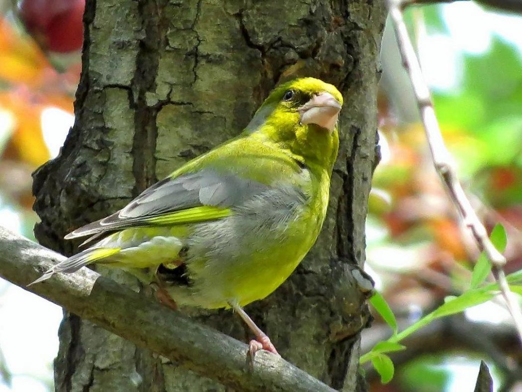 European Greenfinch