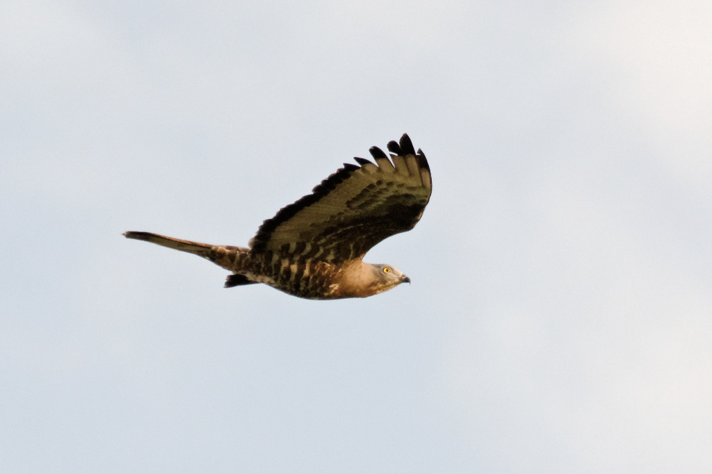 European Honey Buzzard