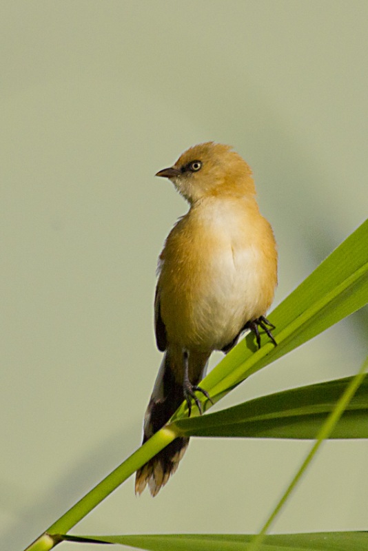 Bearded Reedling