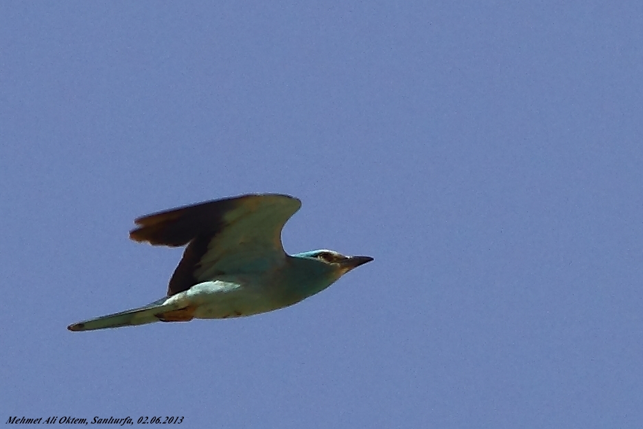 European Roller