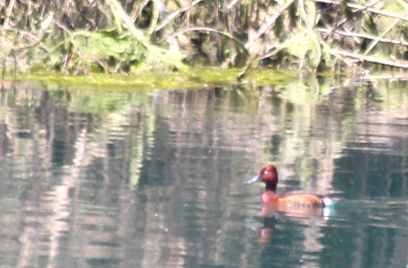 Ferruginous Duck