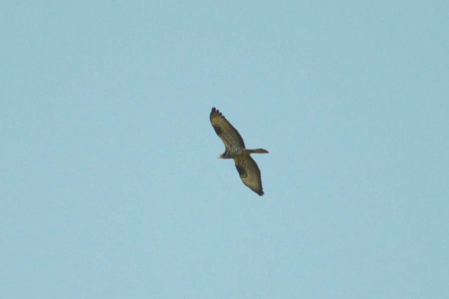 European Honey Buzzard