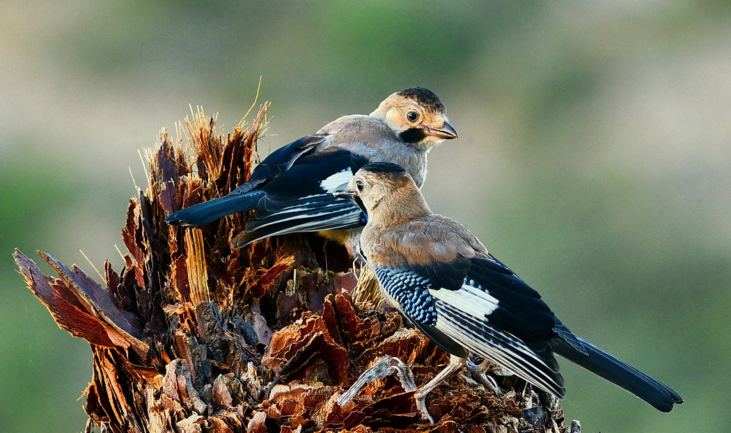 Eurasian Jay