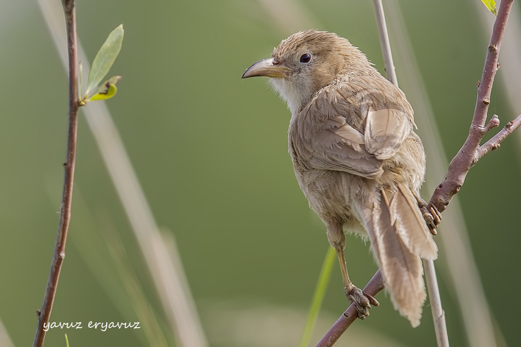 Iraq Babbler