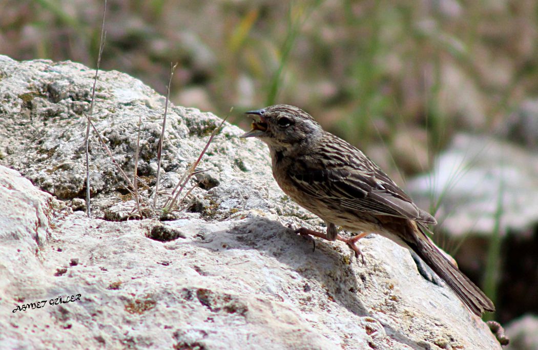 Rock Bunting