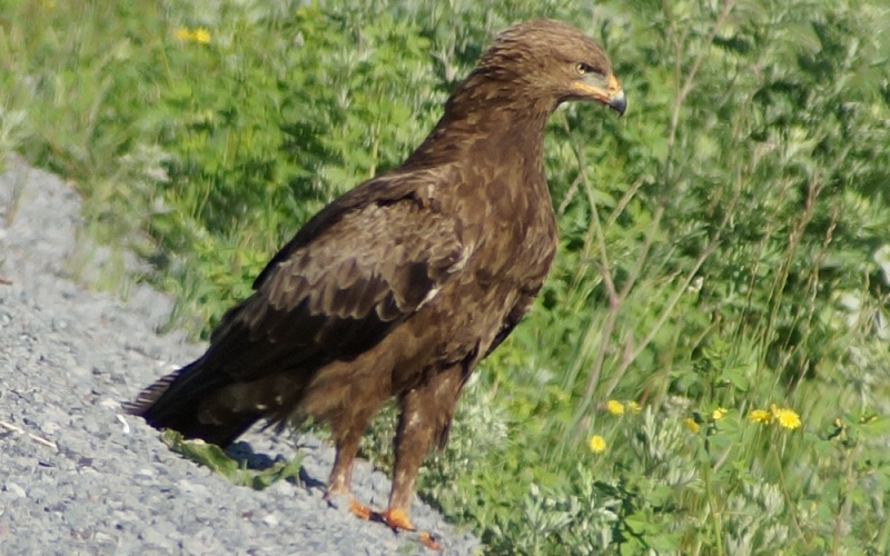 Lesser Spotted Eagle