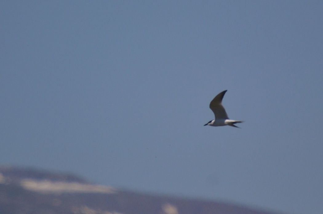 Gull-billed Tern