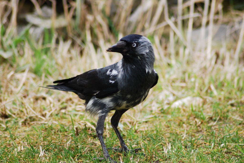 Western Jackdaw