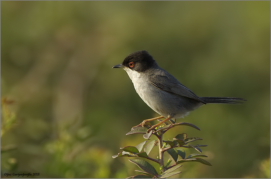Sardinian Warbler