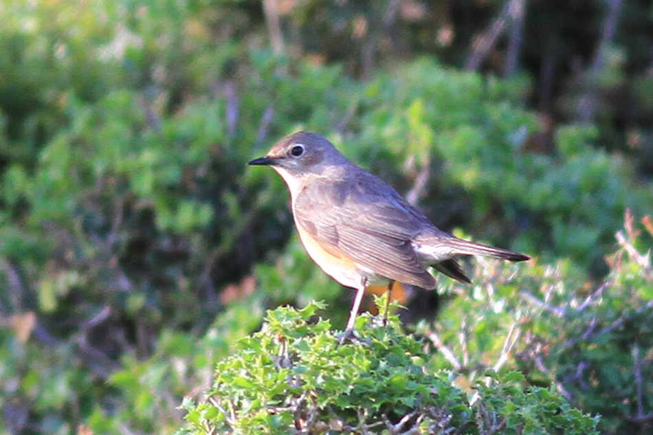 White-throated Robin