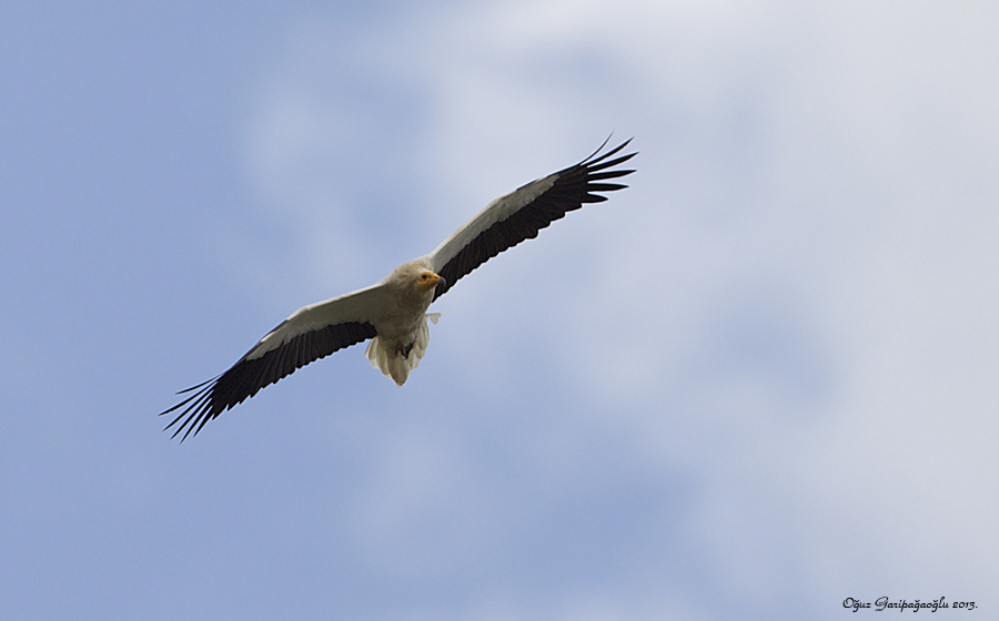 Egyptian Vulture