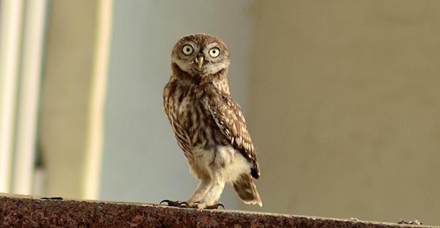 Little Owl