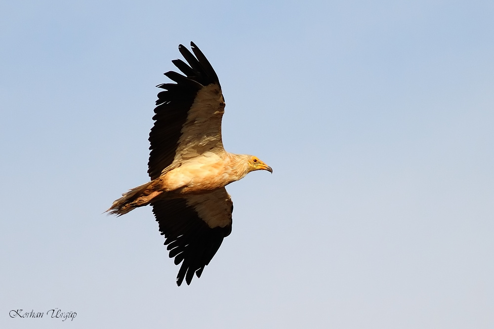 Egyptian Vulture