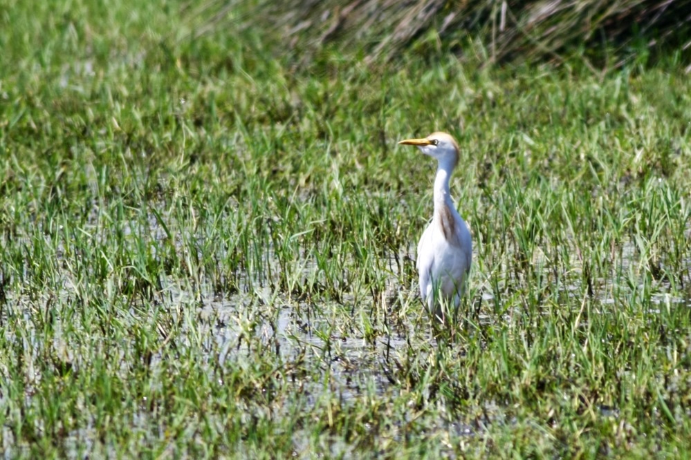 Western Cattle Egret
