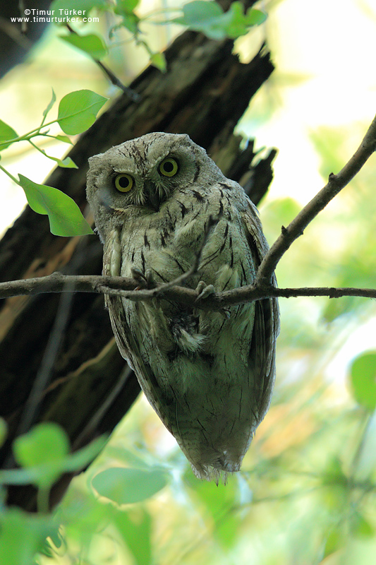 Pallid Scops Owl
