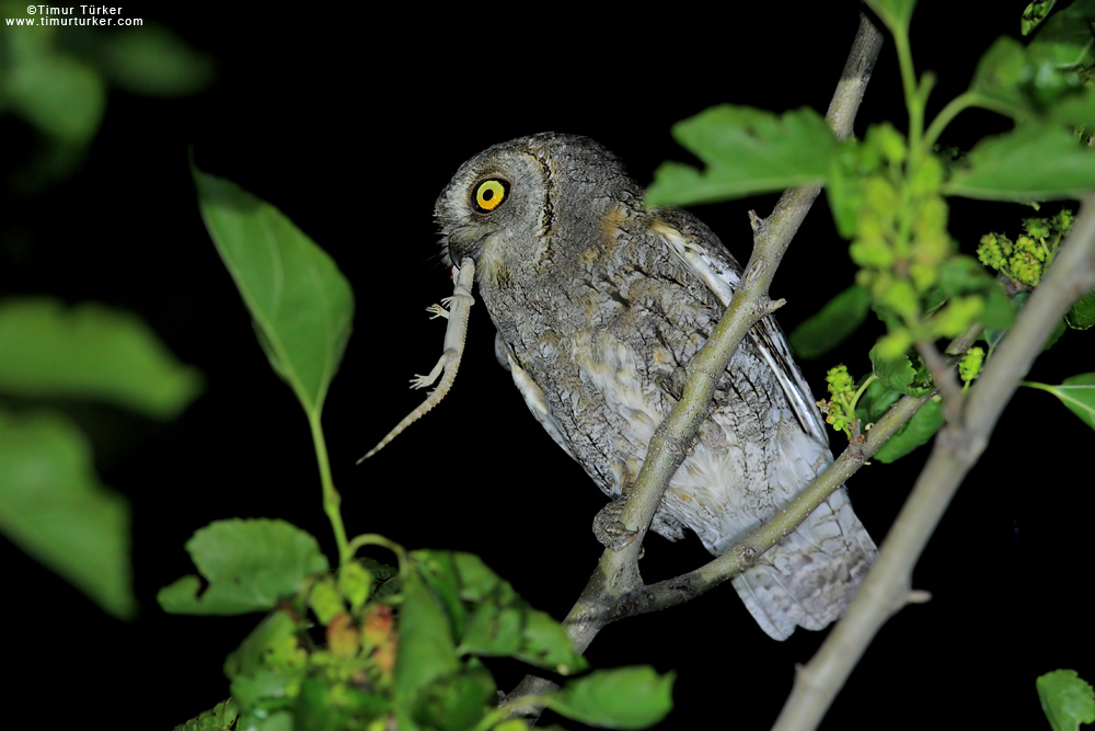 Eurasian Scops Owl