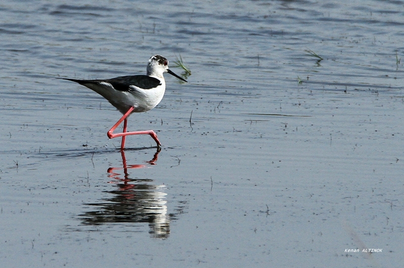 Black-winged Stilt