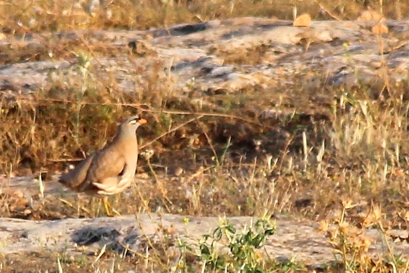 See-see Partridge